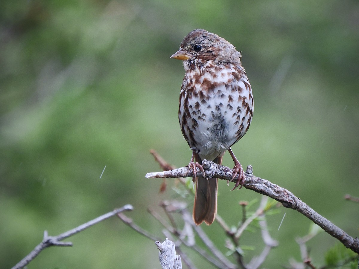 Fox Sparrow (Red) - ML641336951