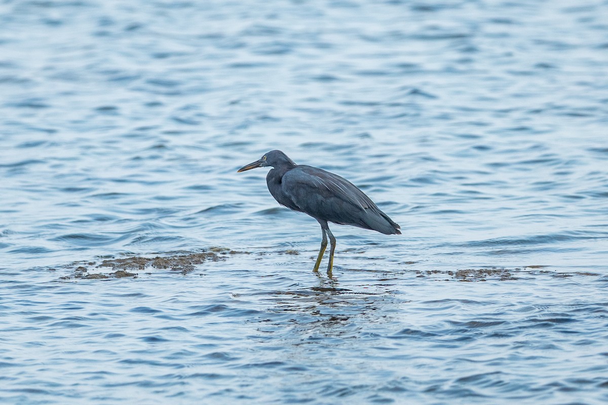 Pacific Reef-Heron - ML641336958