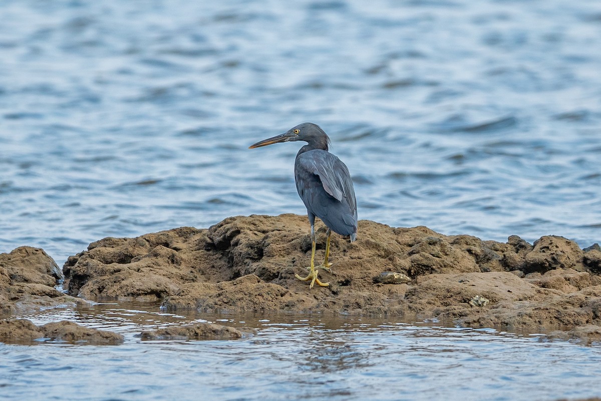 Pacific Reef-Heron - ML641336959
