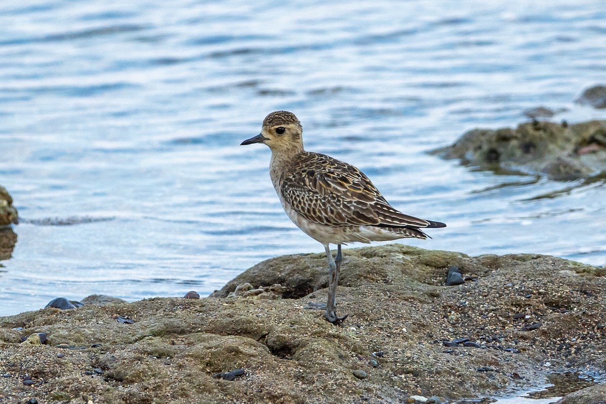 Pacific Golden-Plover - ML641336960