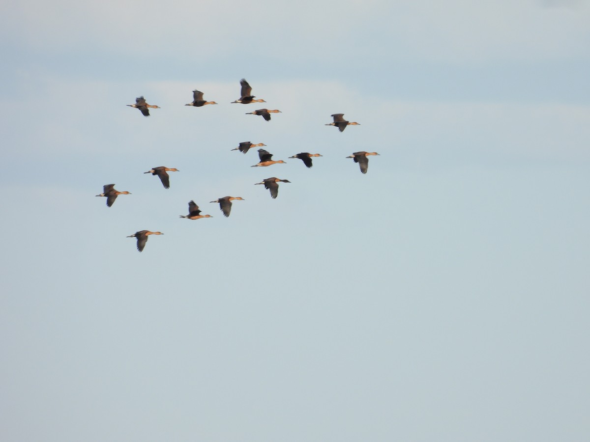 Fulvous Whistling-Duck - ML641336964
