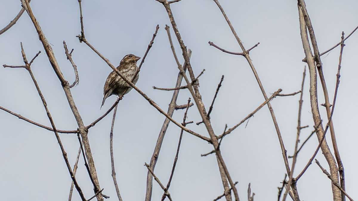 Purple Finch - ML641336966