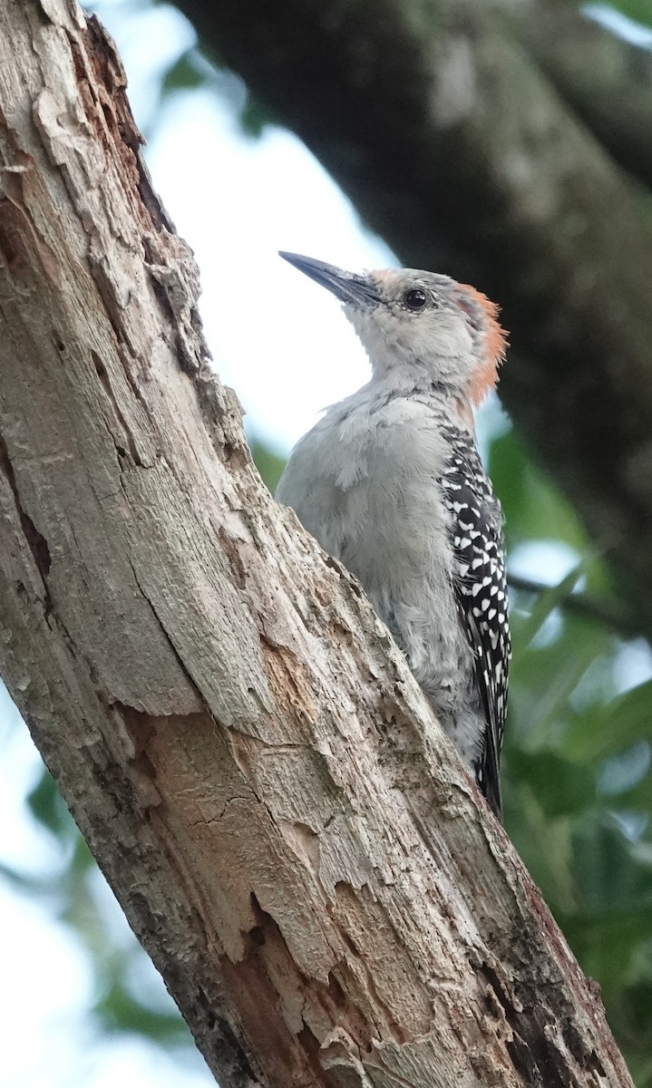 Red-bellied Woodpecker - ML641336967