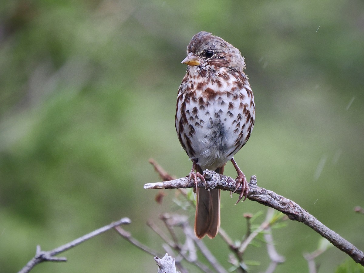 Fox Sparrow (Red) - ML641336970