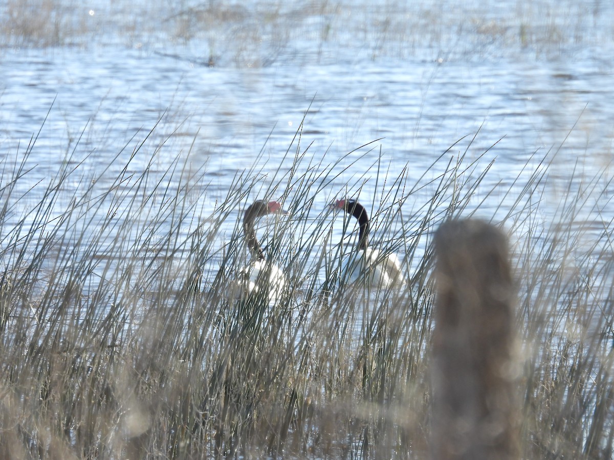 Black-necked Swan - ML641336992