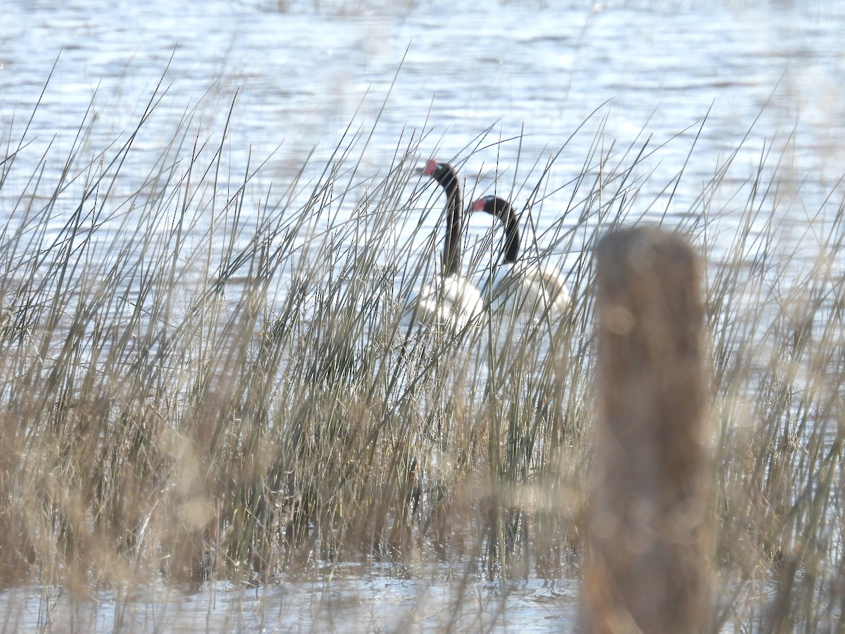 Black-necked Swan - ML641336993