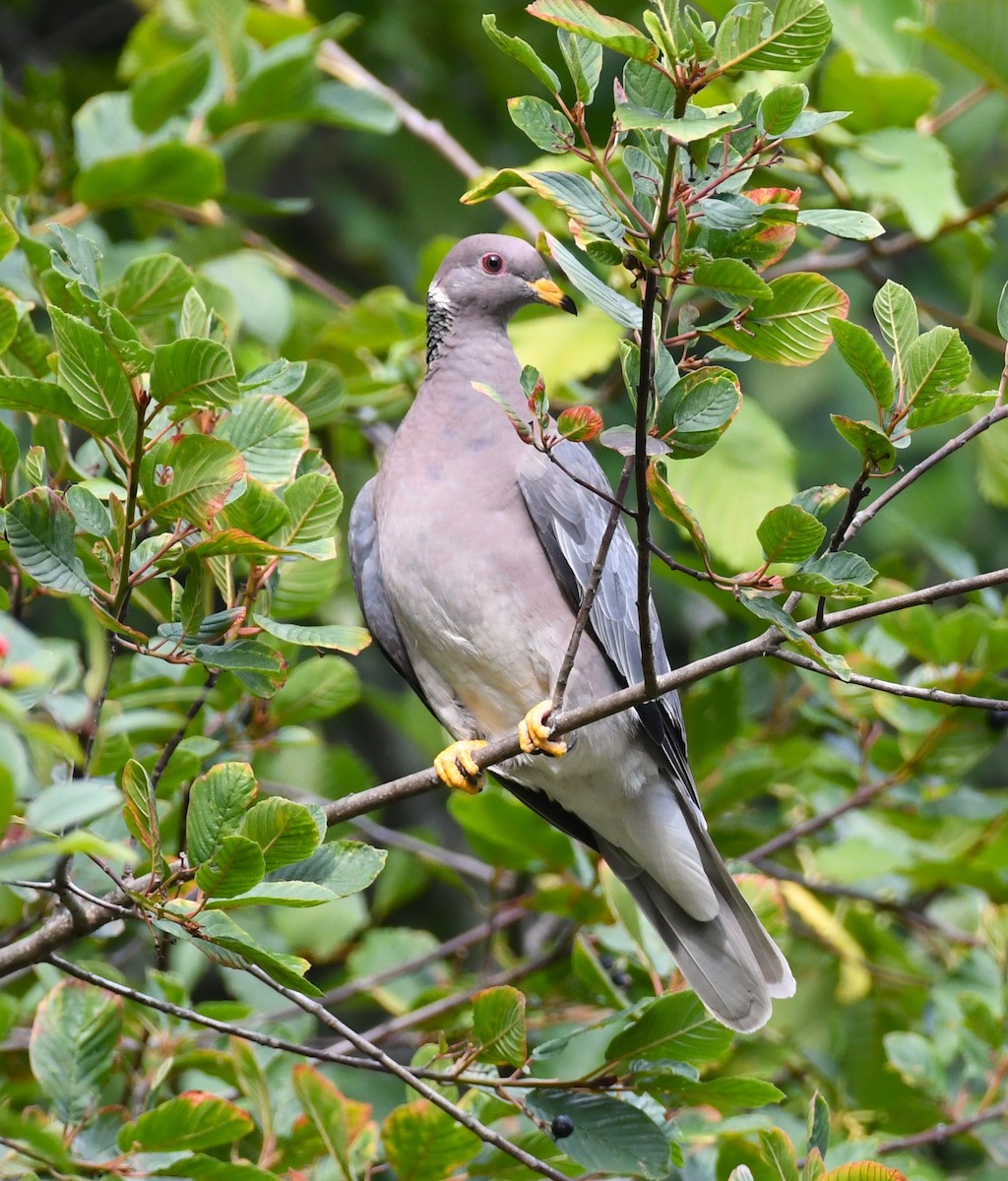 Band-tailed Pigeon - ML641336996