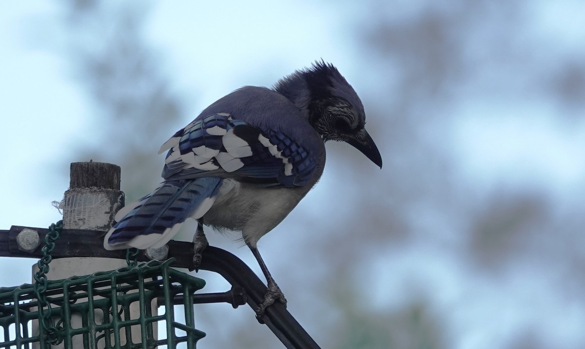 Blue Jay - ML641336997