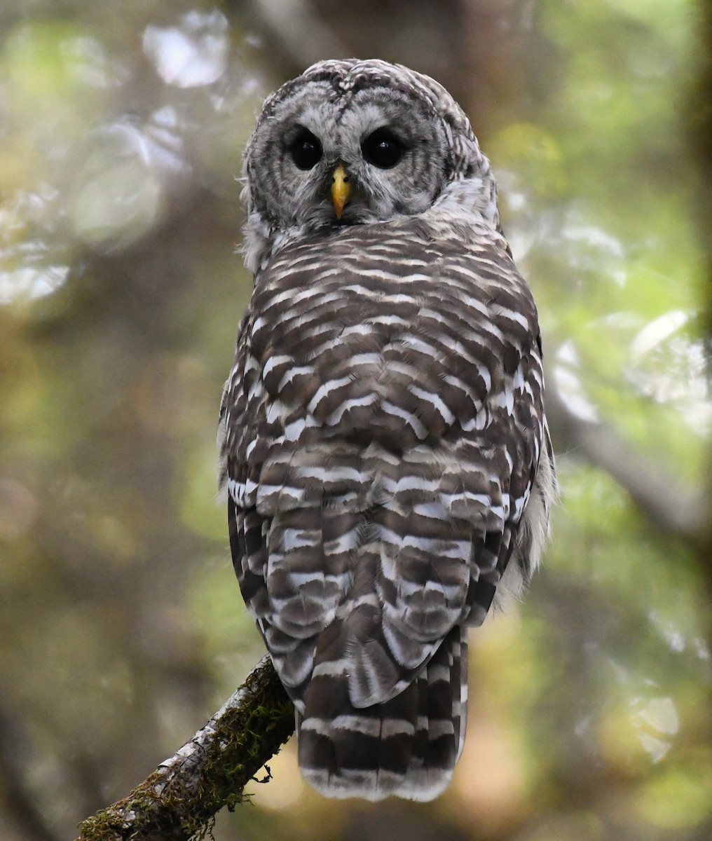 Barred Owl - ML641337001