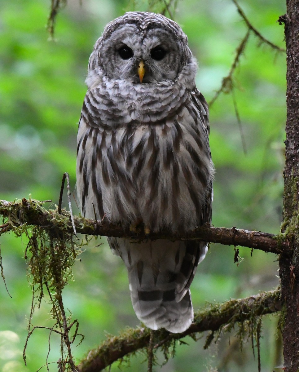 Barred Owl - ML641337002