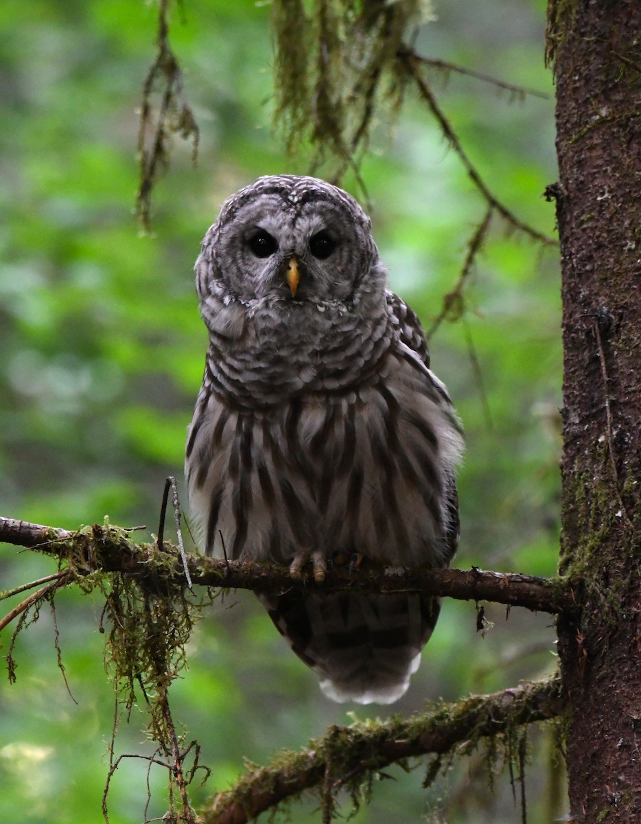 Barred Owl - ML641337003