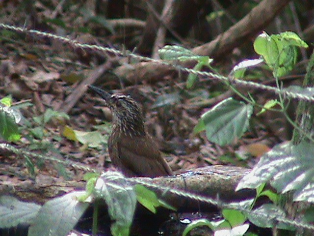 Planalto Woodcreeper - ML641337005