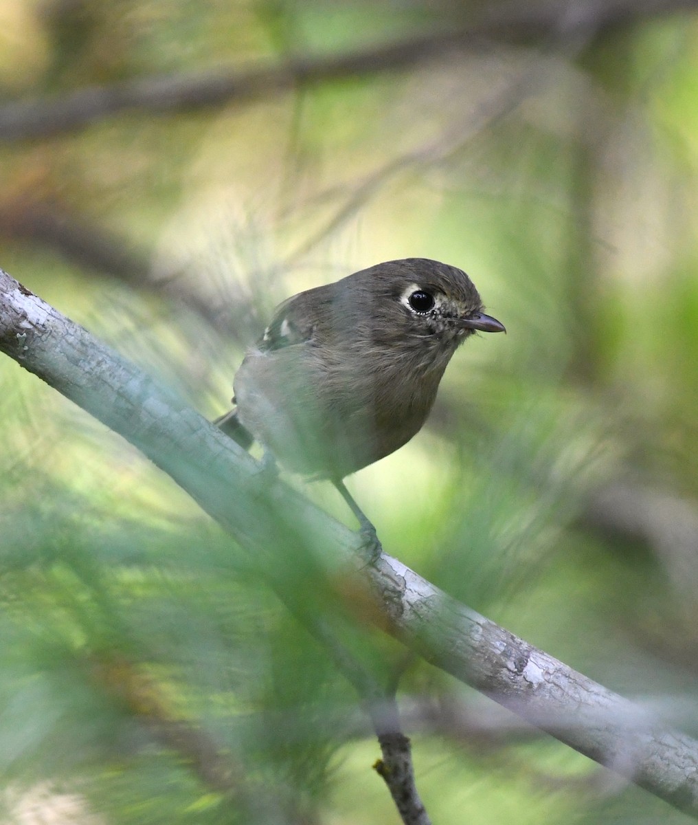 Hutton's Vireo - ML641337006