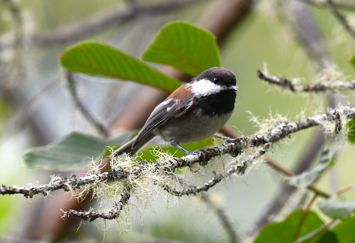 Chestnut-backed Chickadee - ML641337016