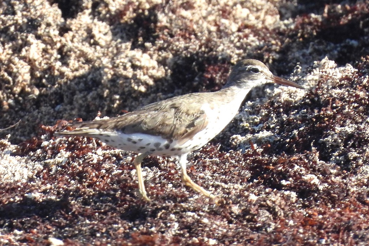 Spotted Sandpiper - ML641337017
