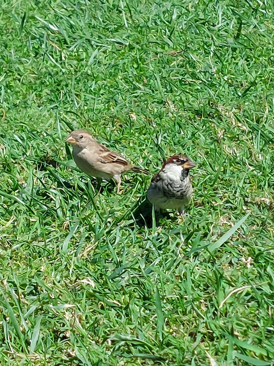 Italian Sparrow - ML641337021