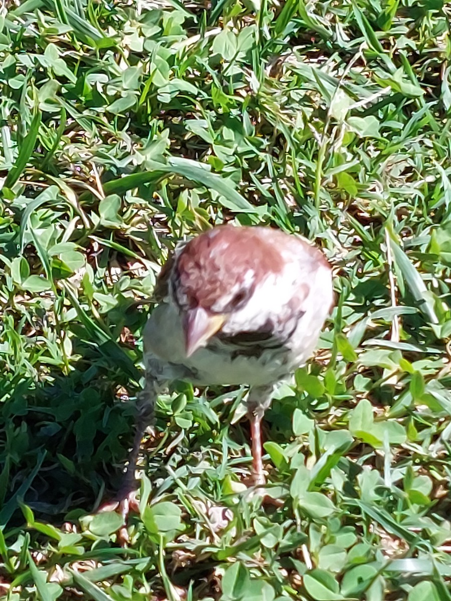 Italian Sparrow - ML641337022