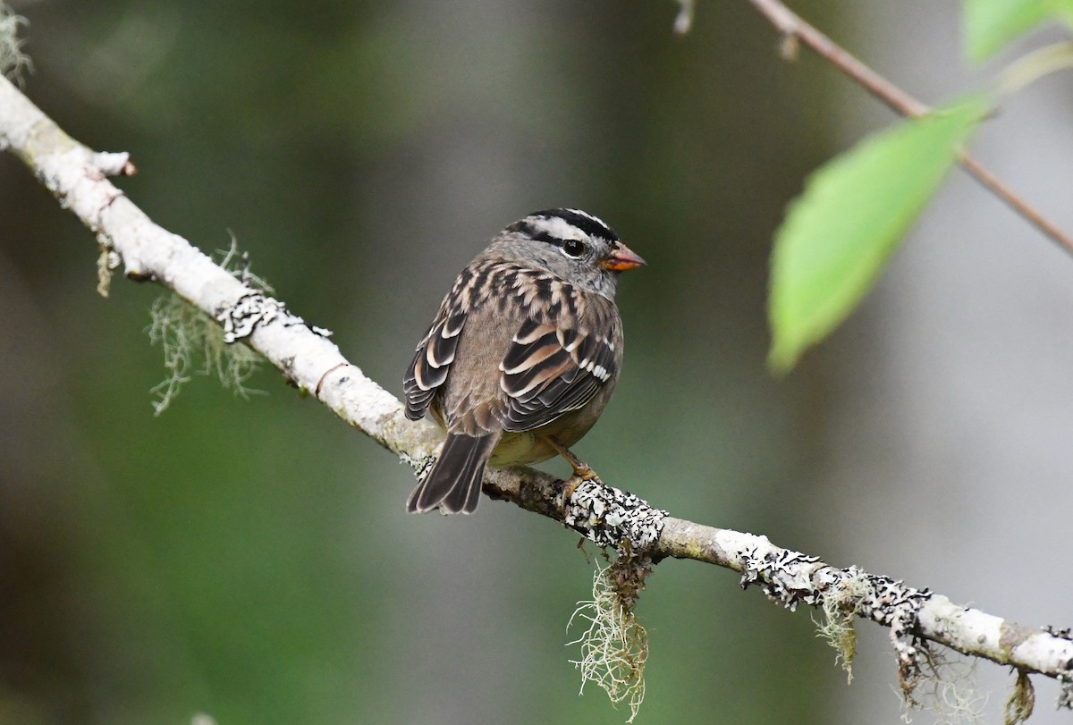 White-crowned Sparrow - ML641337023