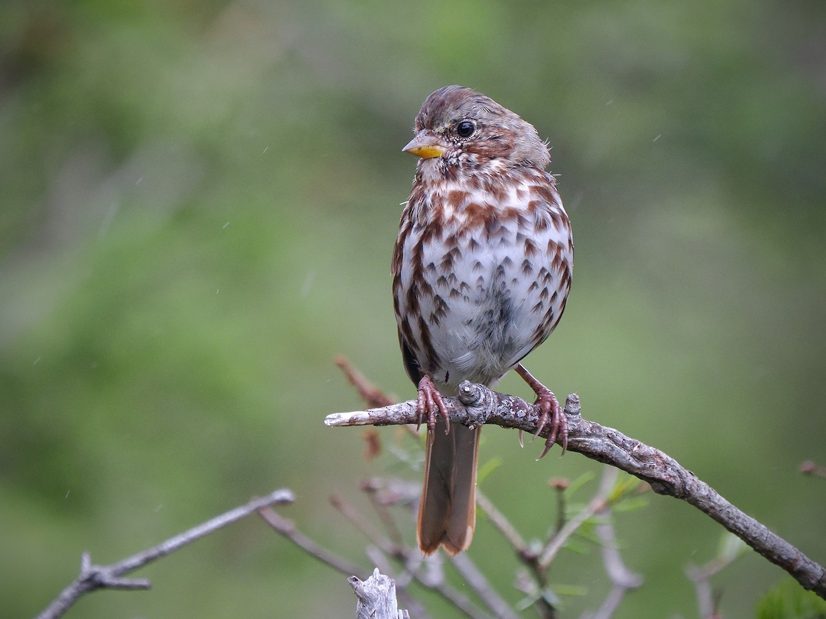 Fox Sparrow (Red) - ML641337025