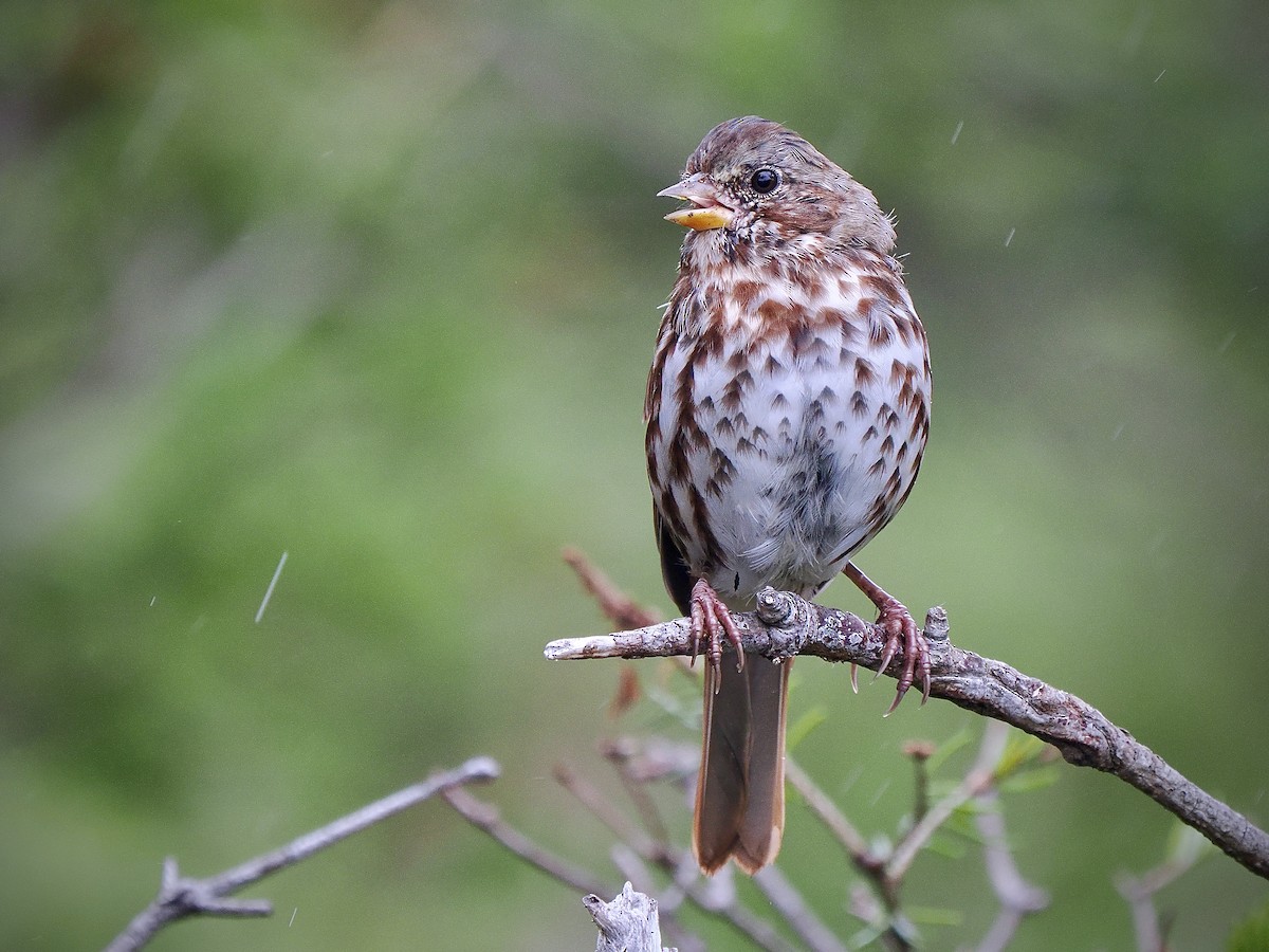Fox Sparrow (Red) - ML641337036