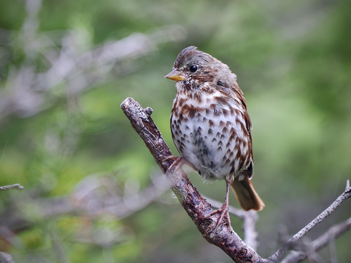 Fox Sparrow (Red) - ML641337053
