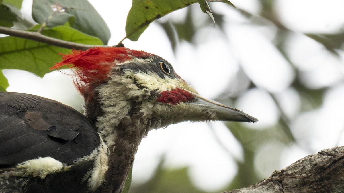 Pileated Woodpecker - ML641337054