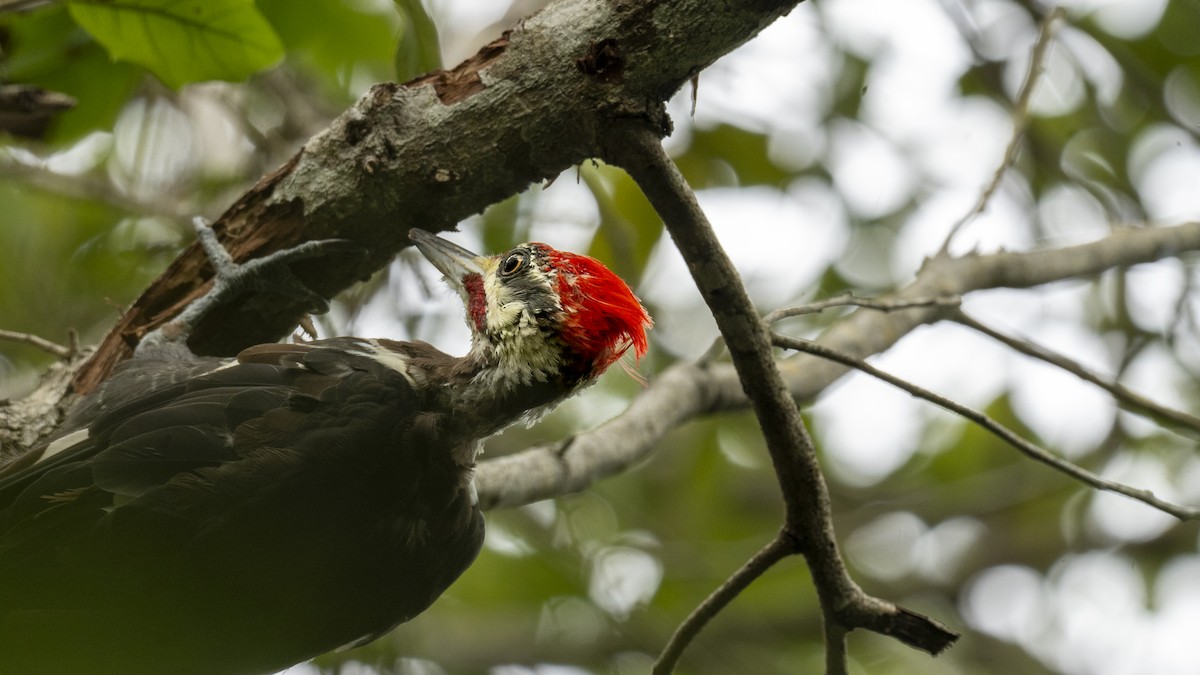 Pileated Woodpecker - ML641337057