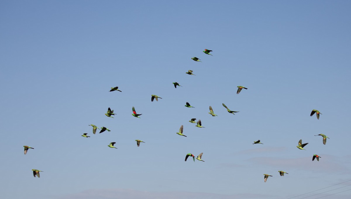 Red-winged Parrot - ML641337058