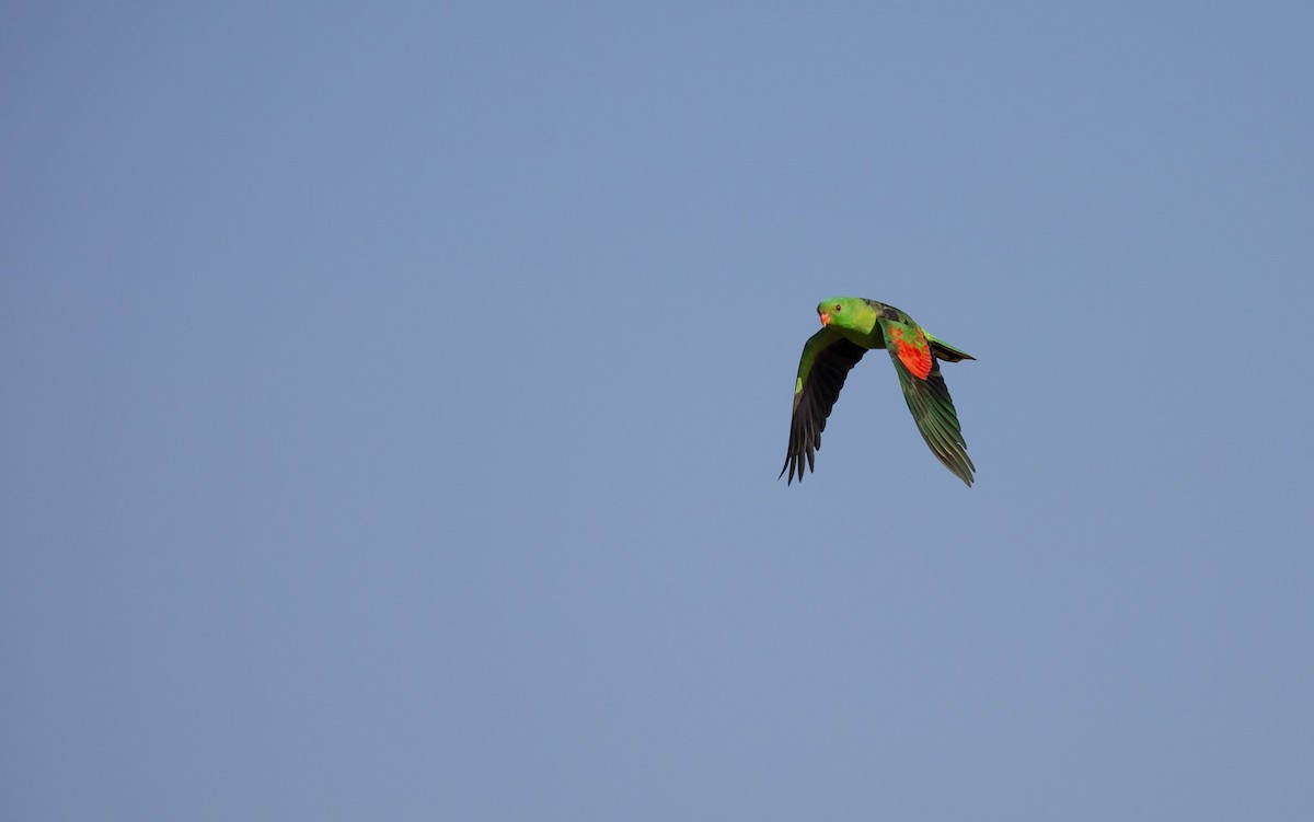 Red-winged Parrot - ML641337059