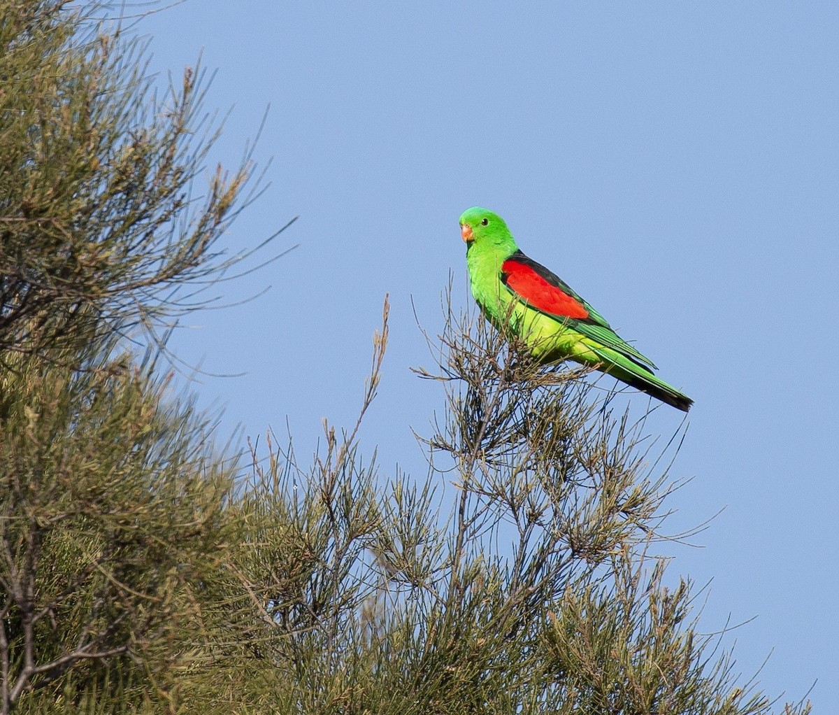 Red-winged Parrot - ML641337060