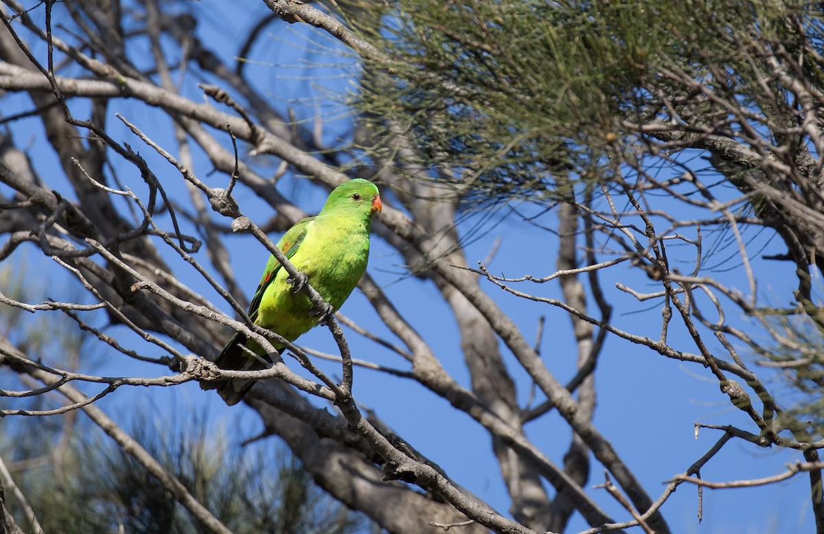 Red-winged Parrot - ML641337061