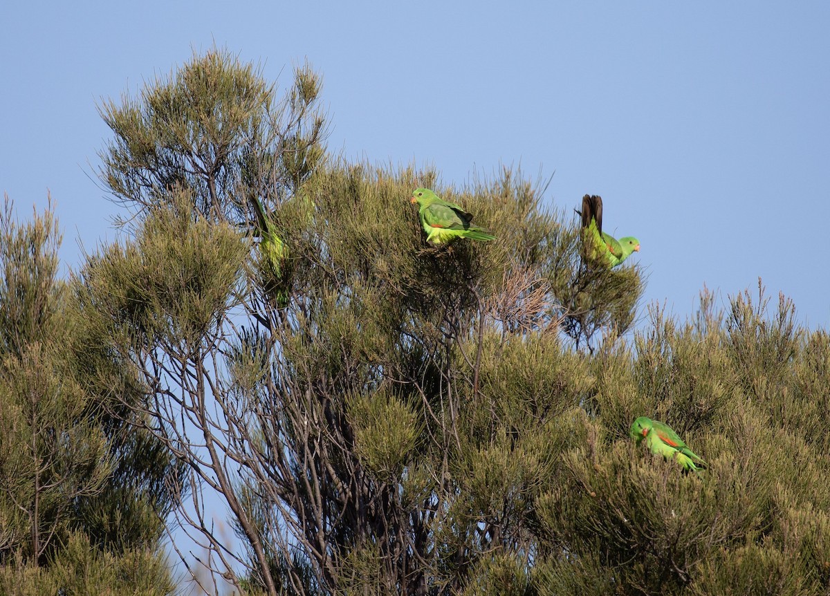 Red-winged Parrot - ML641337062
