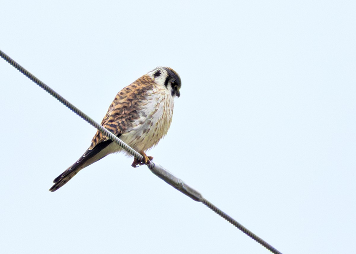American Kestrel - ML641337070