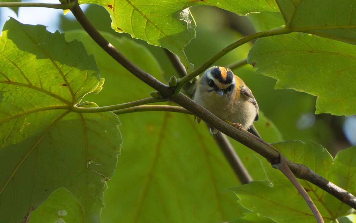 Common Firecrest - ML641337075