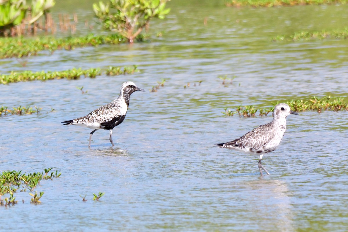 Black-bellied Plover - ML641337078