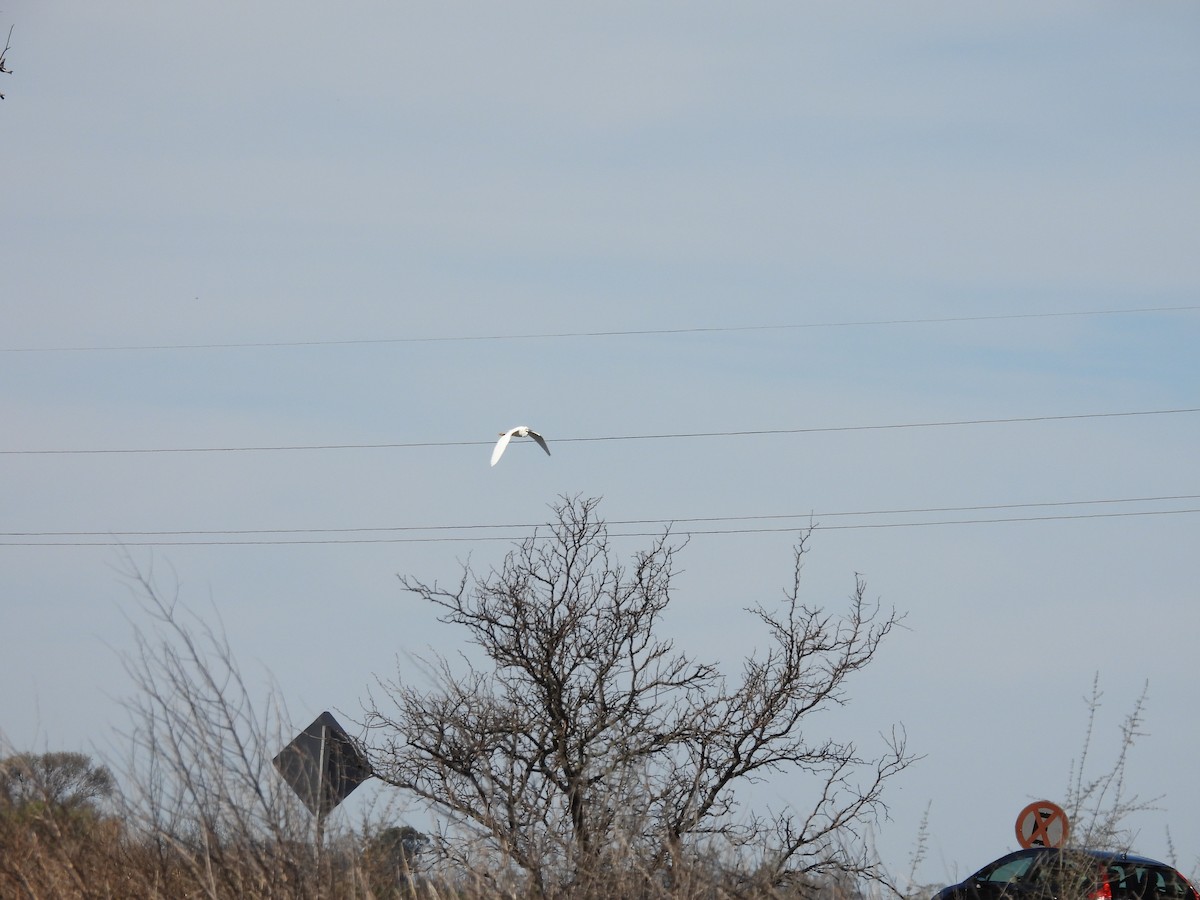 Snowy Egret - ML641337086