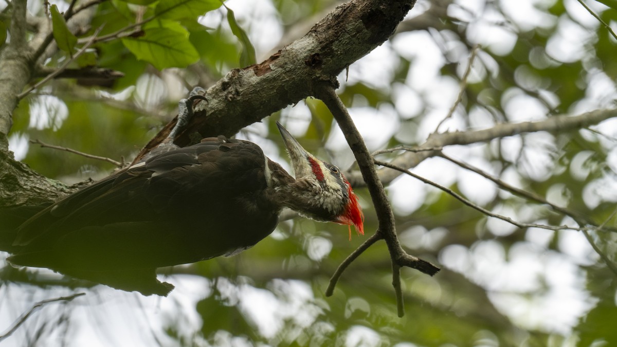 Pileated Woodpecker - ML641337087
