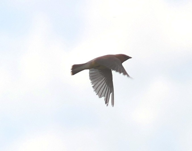 Cedar Waxwing - ML641337088