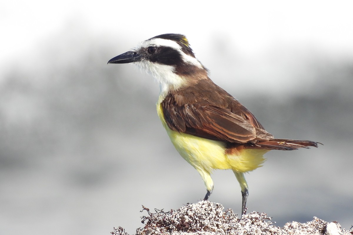 Great Kiskadee - ML641337090
