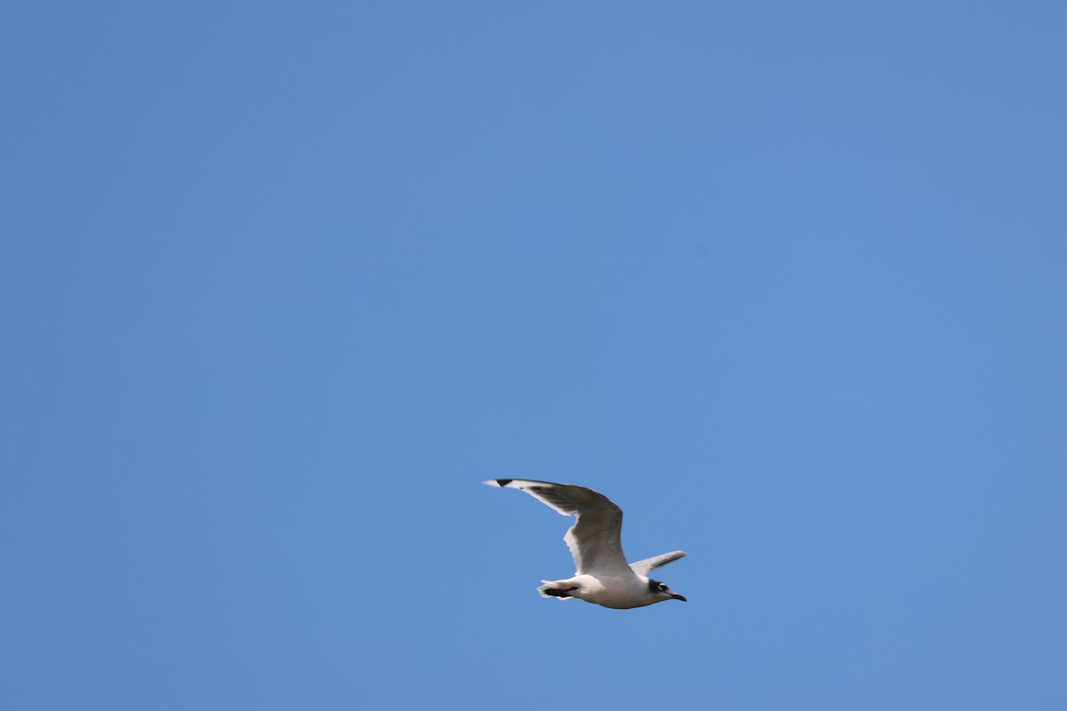 Franklin's Gull - ML641337116