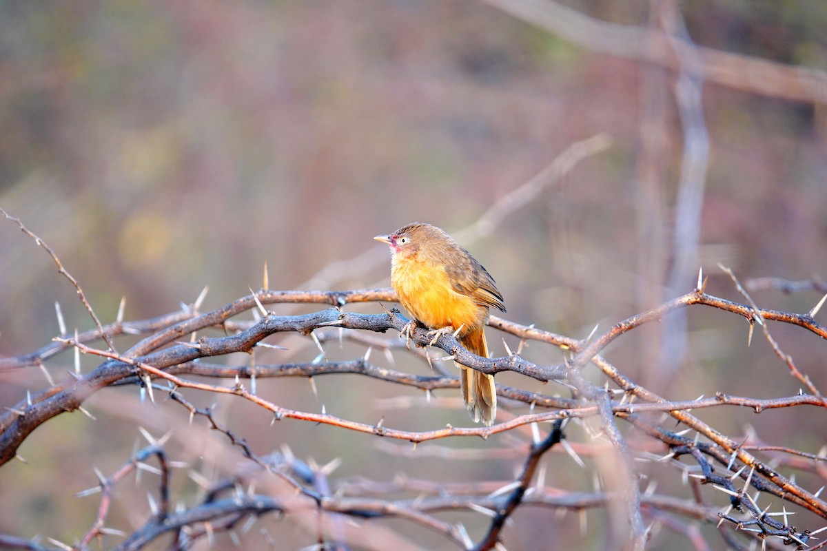 Rufous Chatterer - ML641337120