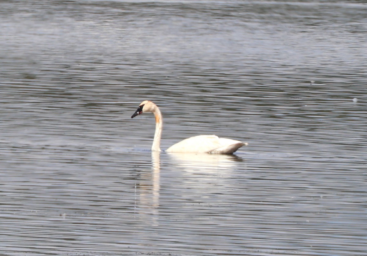Trumpeter Swan - ML641337126