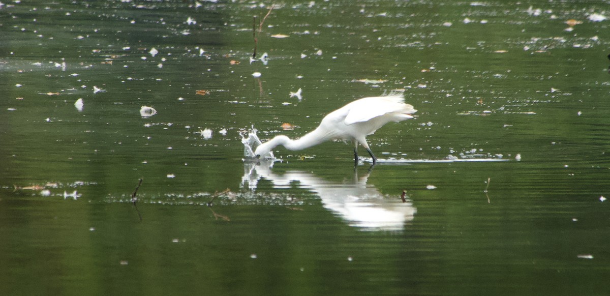 Little Egret - ML641337127
