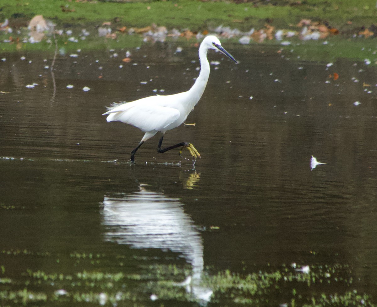 Little Egret - ML641337128