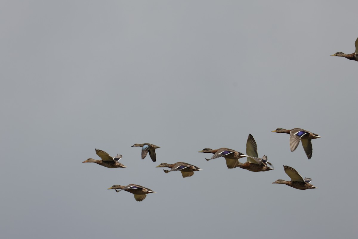 Mallard - ML641337129