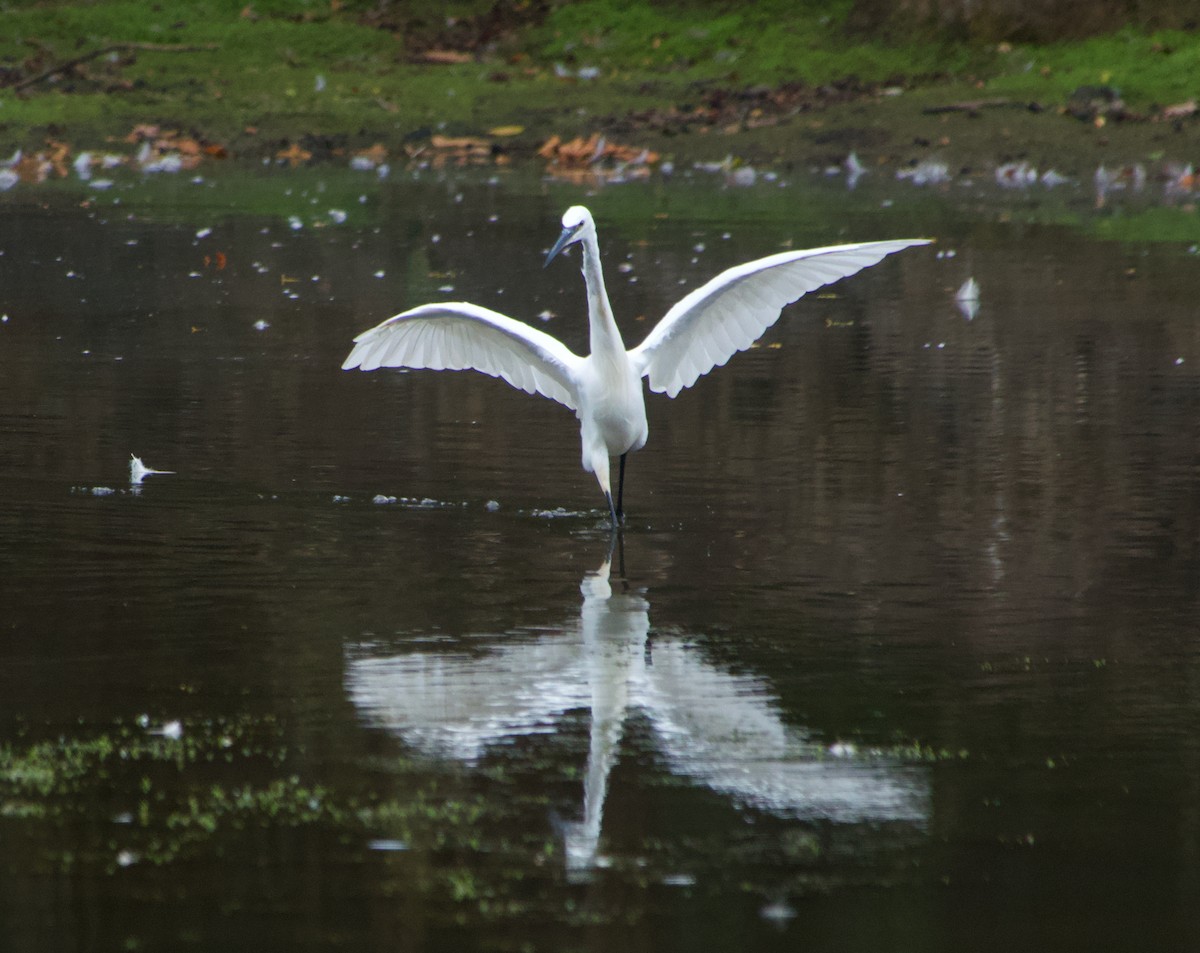 Little Egret - ML641337133