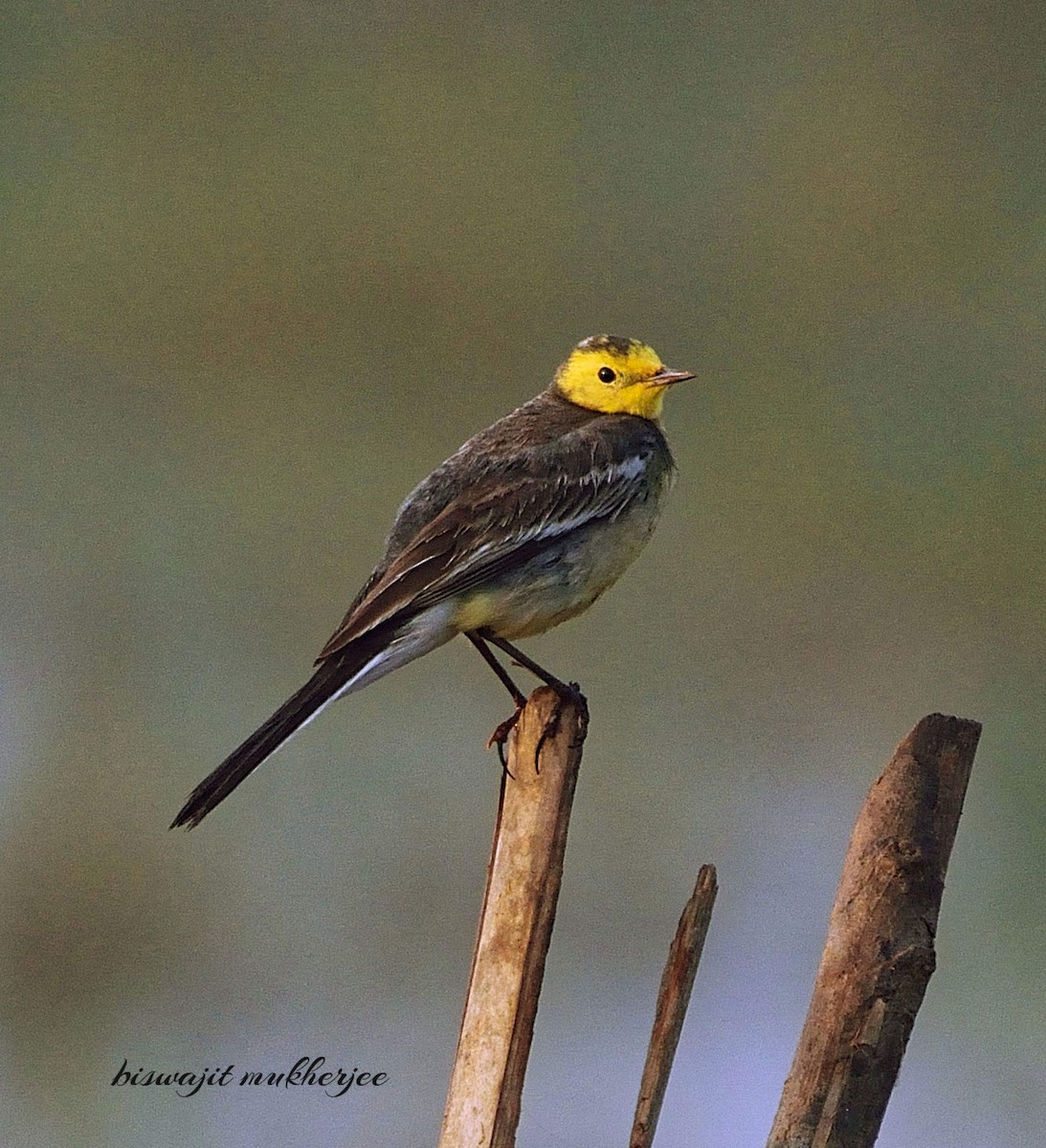 Citrine Wagtail - ML641337135