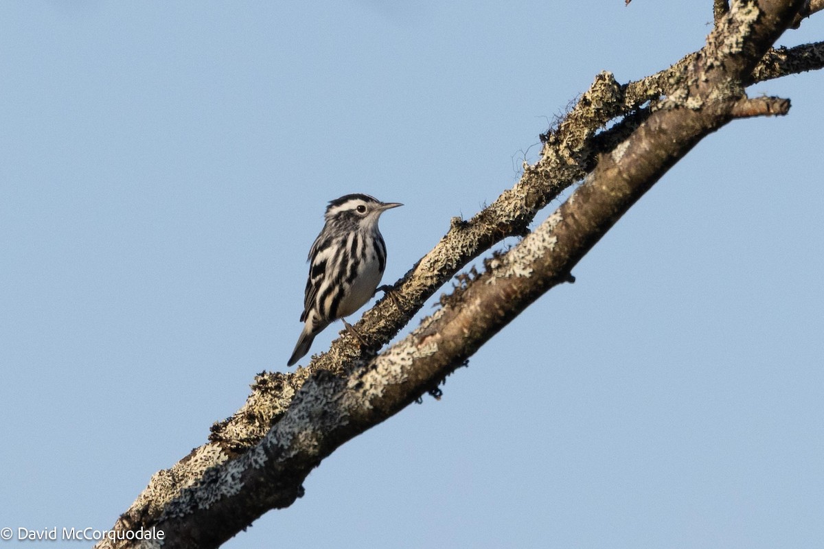 Black-and-white Warbler - ML641337146