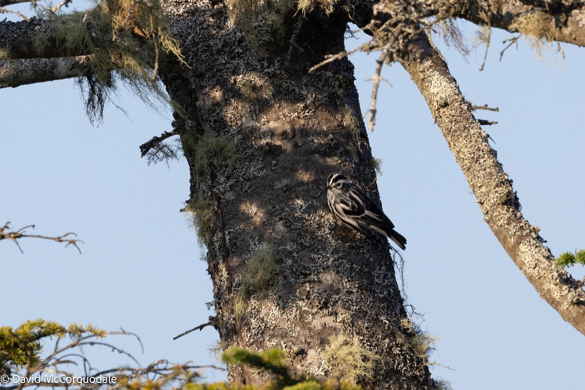 Black-and-white Warbler - ML641337147
