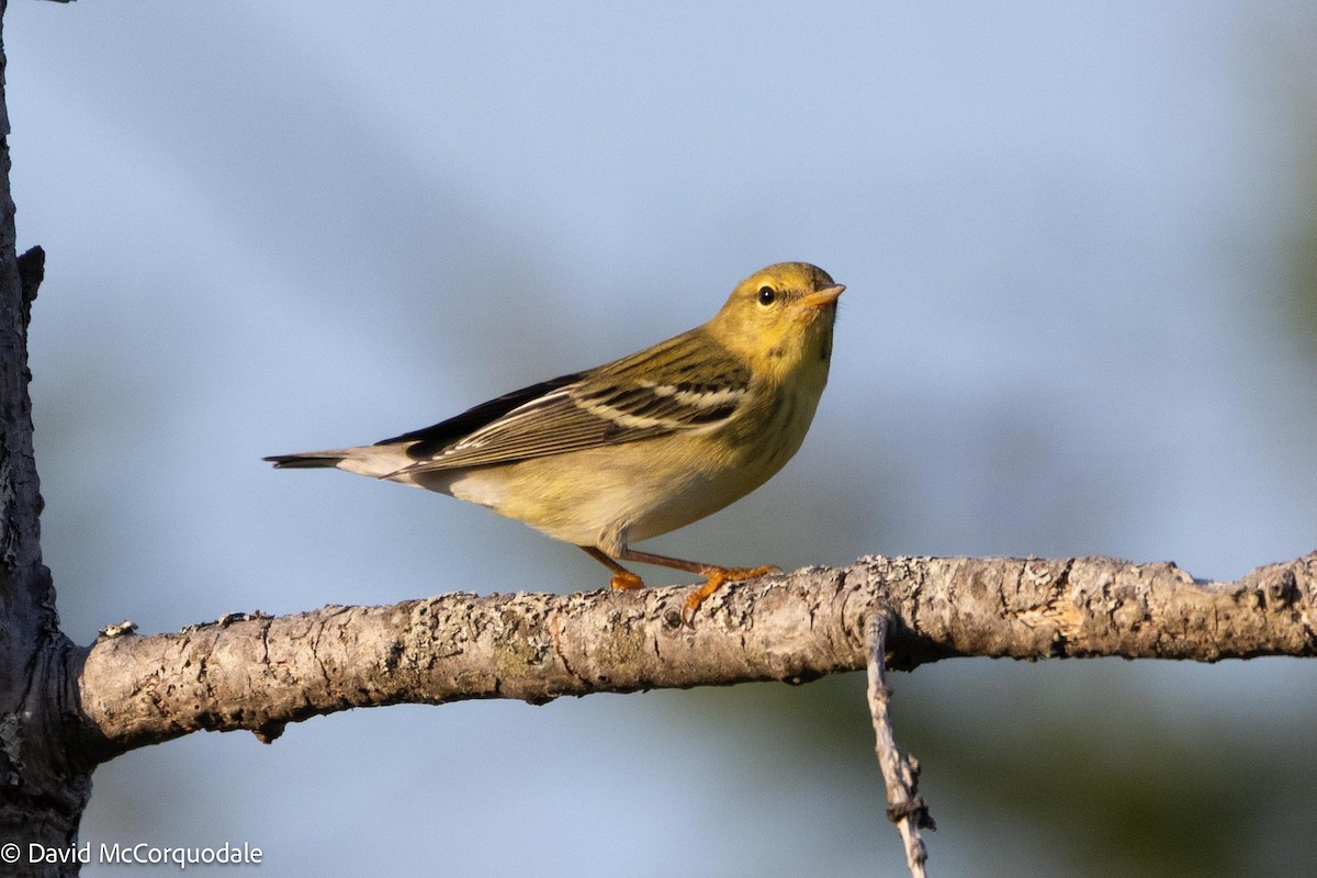 Blackpoll Warbler - ML641337154